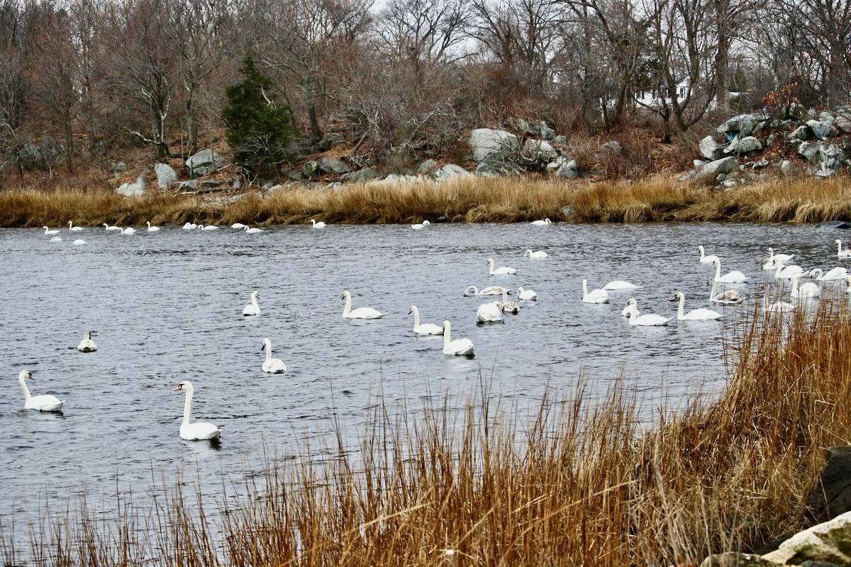 James Hatfield / Macaulay Library at the Cornell Lab of Ornithology (ML195765781)